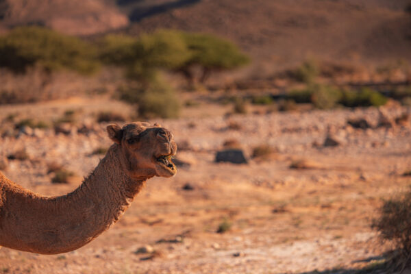 A camel in the Moroccan desert